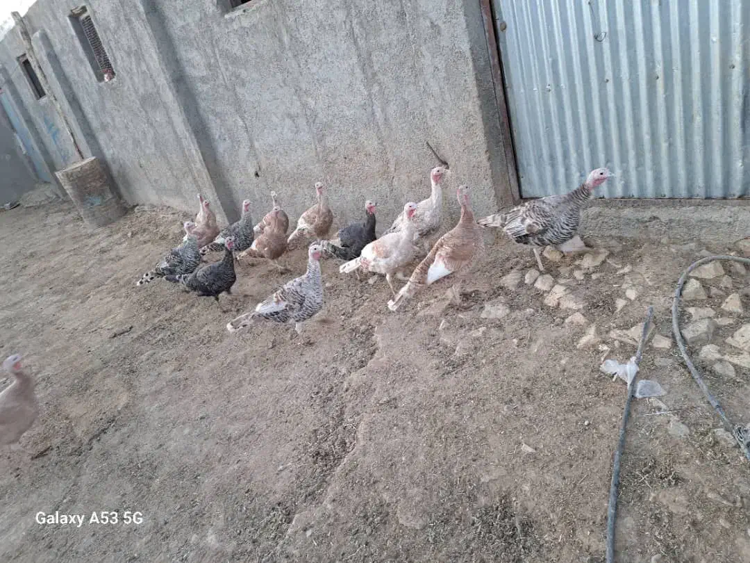 بوقلمون|حیوانات مزرعه|خنجین, |دیوار