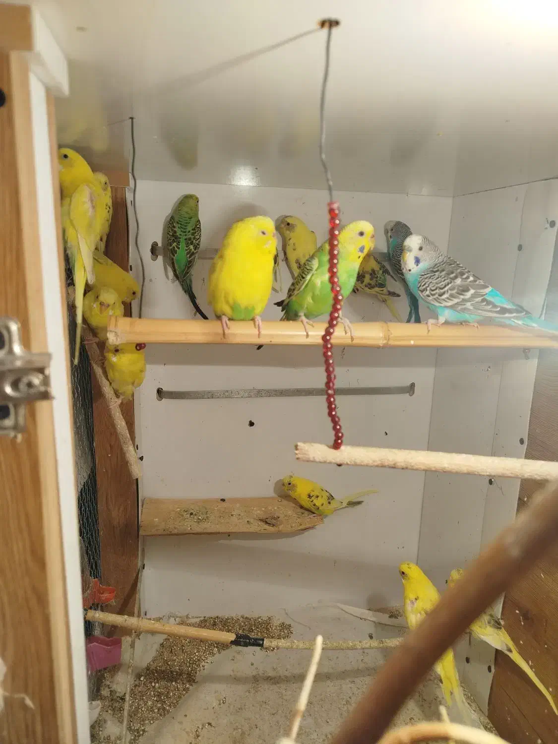 مرغ عشق|پرنده|ساری, |دیوار