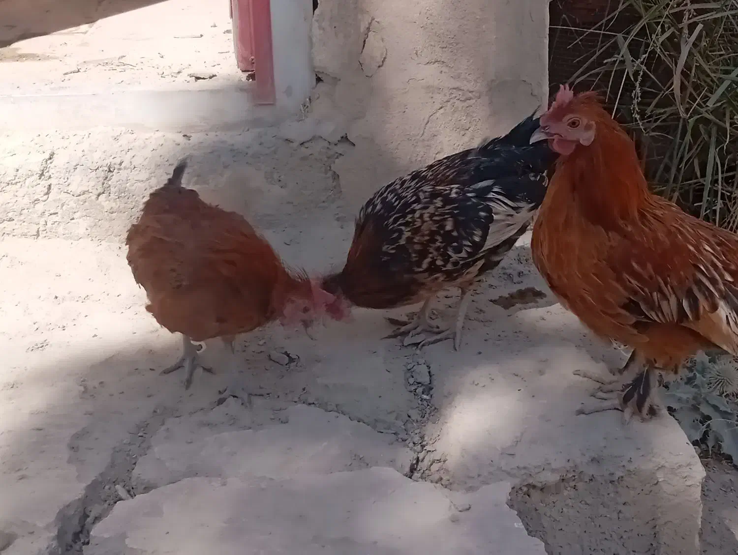 تخم مرغ سبرایت و میناتور|حیوانات مزرعه|دماوند, دماوند|دیوار