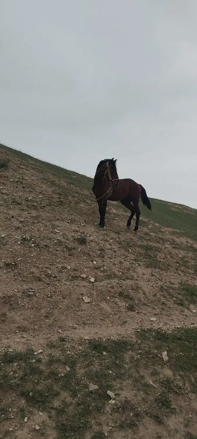 اسب|اسب و تجهیزات اسب‌سواری|گنبد کاووس, |دیوار