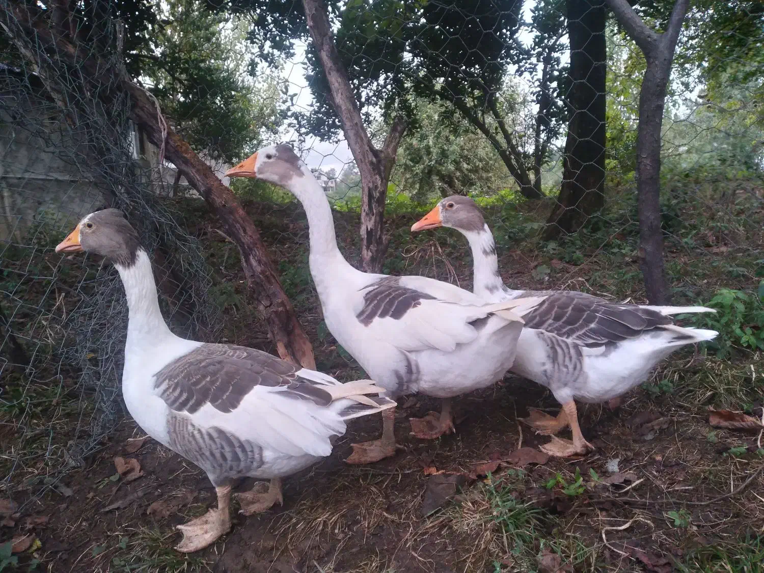 غاز دورگه کاکلی|حیوانات مزرعه|سیاهکل, |دیوار