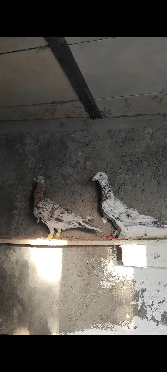 هفرنگ ماده خطی|پرنده|تاکستان, |دیوار