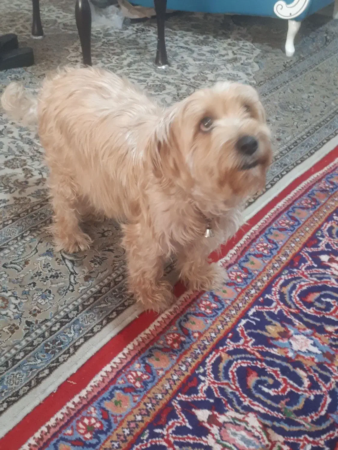 سگ تریر|سگ|تهران, تاکسیرانی|دیوار