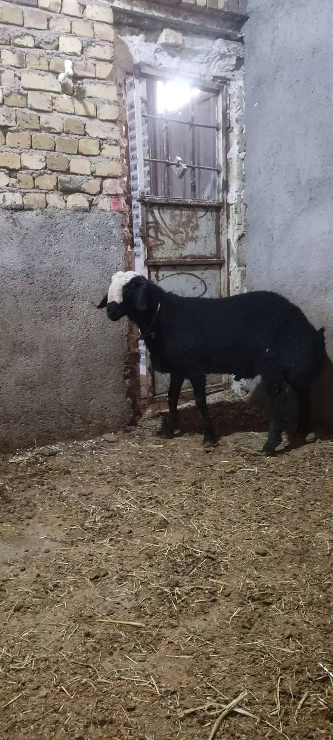 بره قوچی شالی|حیوانات مزرعه|تاکستان, |دیوار