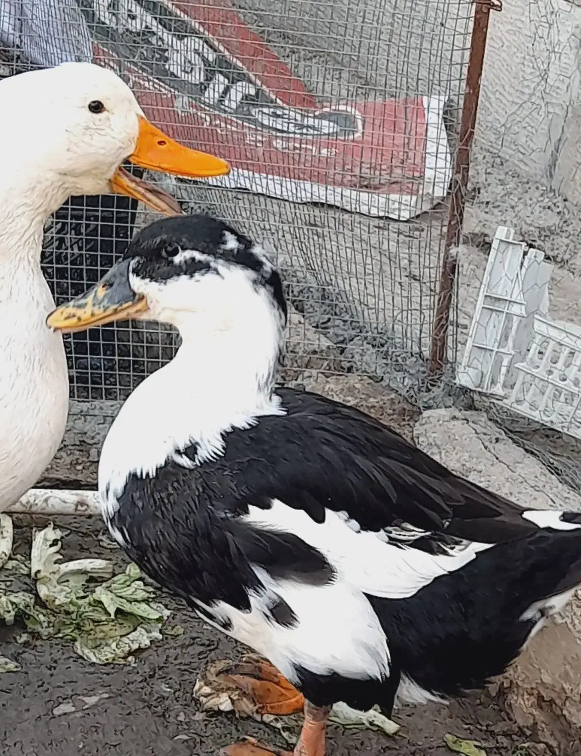 اردک|حیوانات مزرعه|شادگان, |دیوار