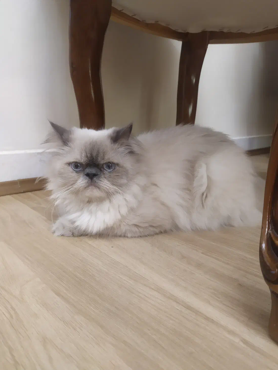 گربه پرشین|گربه|تهران, تهرانپارس شرقی|دیوار