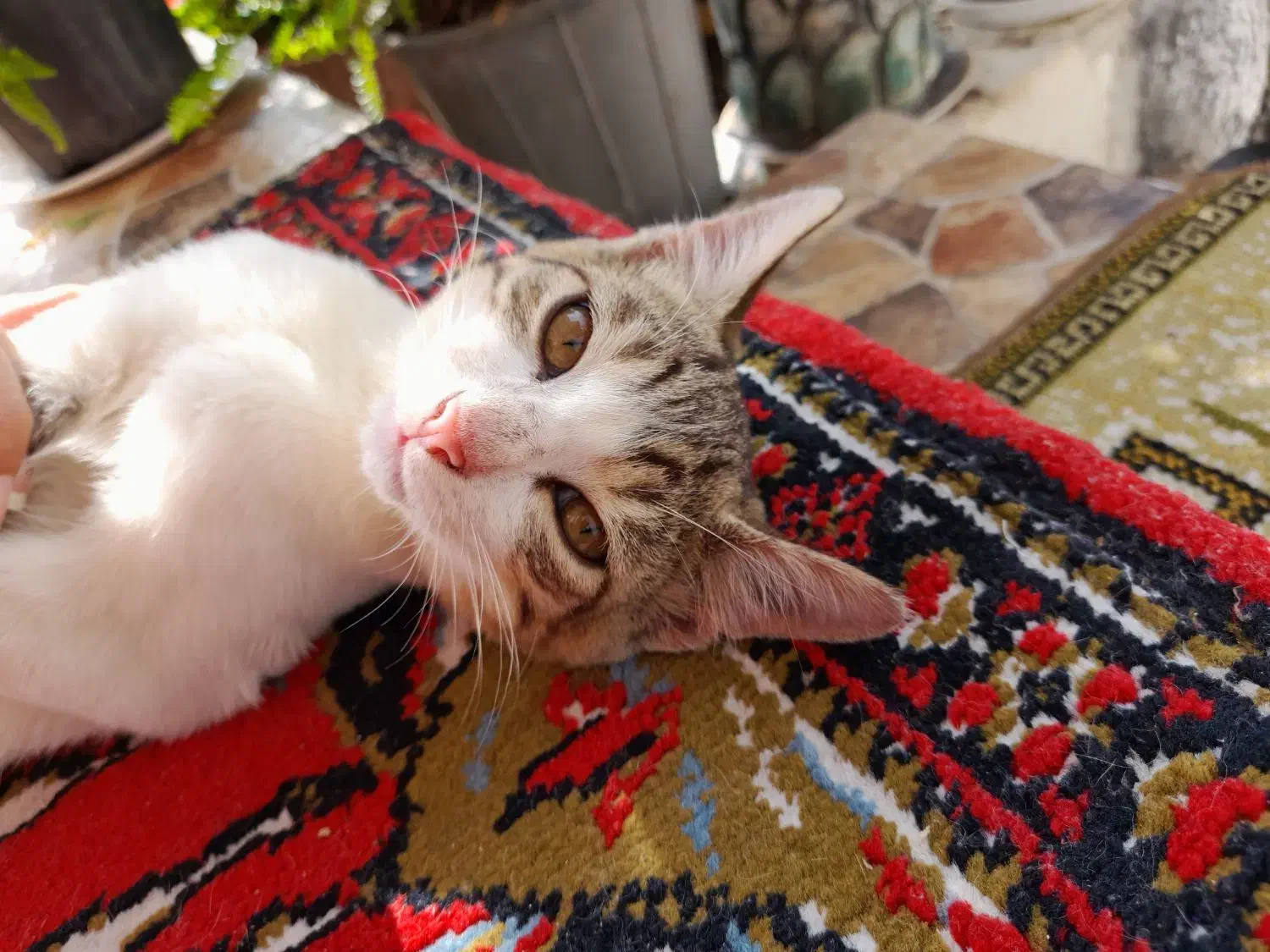 بچه گربه ملوس|گربه|بندر انزلی, لیچارگی حسن رود|دیوار