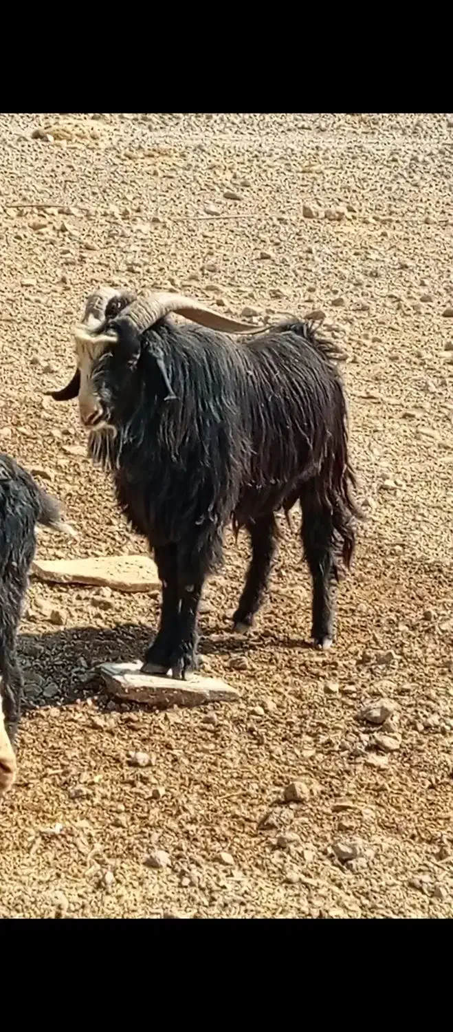 پازن ترکی|حیوانات مزرعه|اقلید, |دیوار