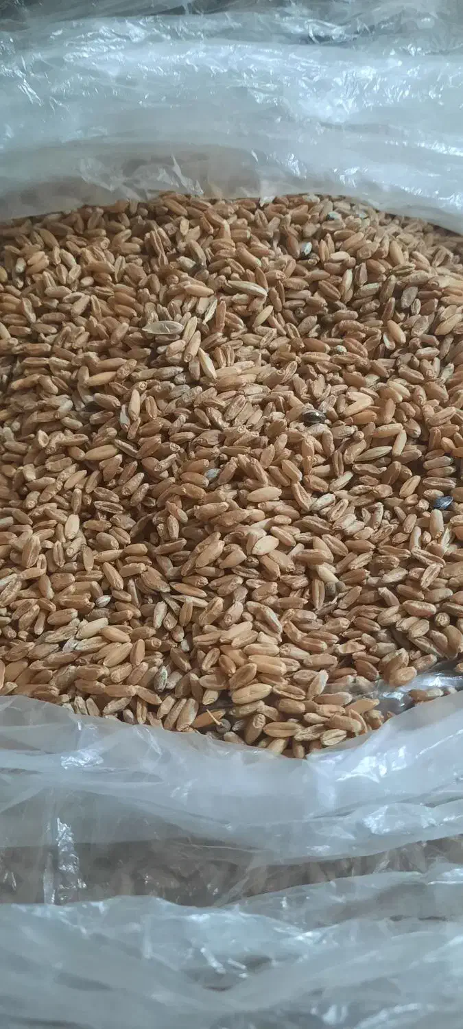 گندم بوجاری شده|خوردنی و آشامیدنی|قم, محمد آباد|دیوار