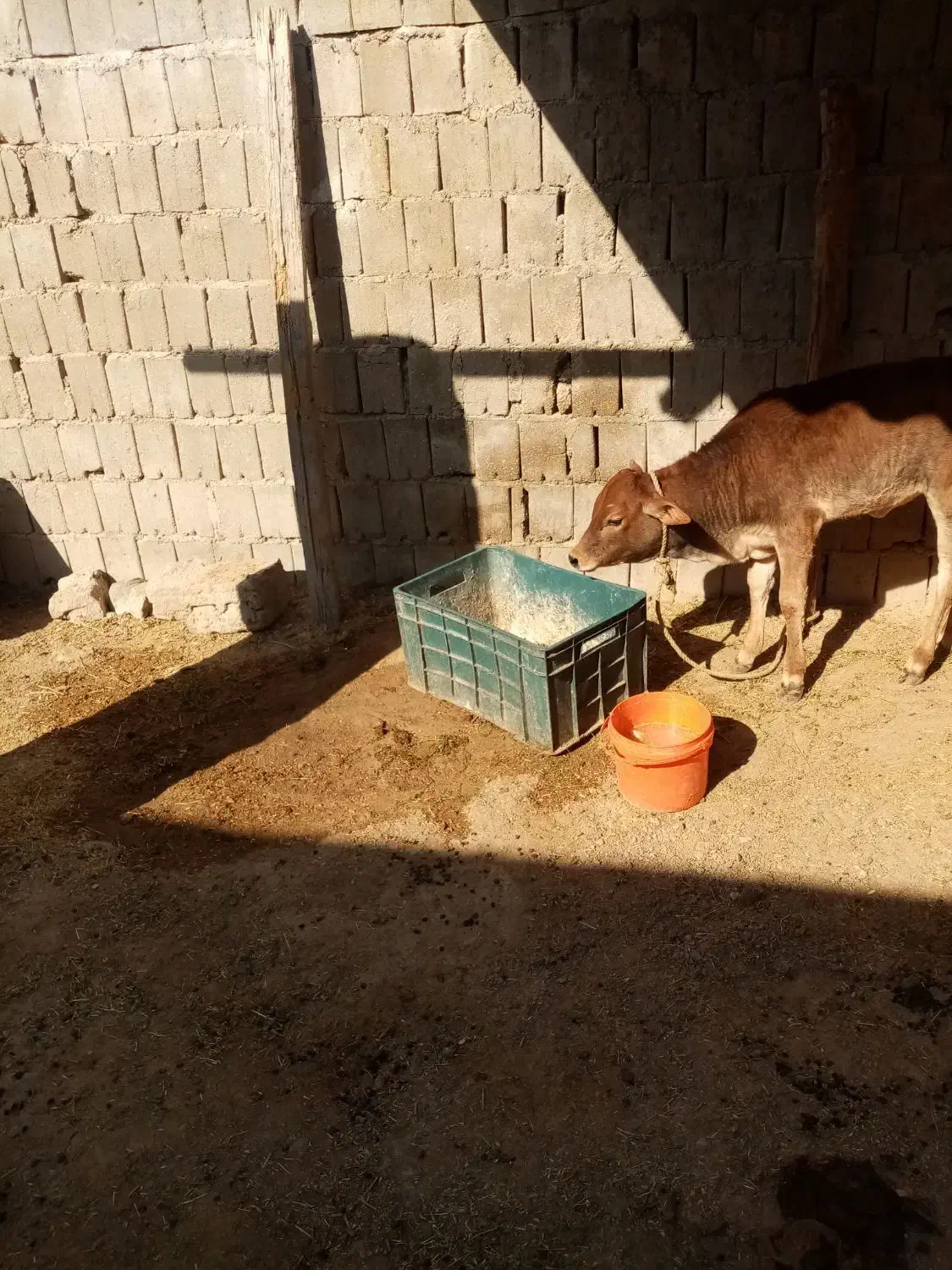 گاو گوساله|حیوانات مزرعه|قشم, |دیوار