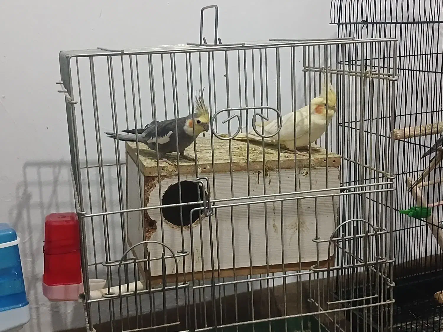 باسلام دوجفت عروس هلندی مولد 3تاجوجه دنخور|پرنده|شهریار, دهشاد پائین|دیوار