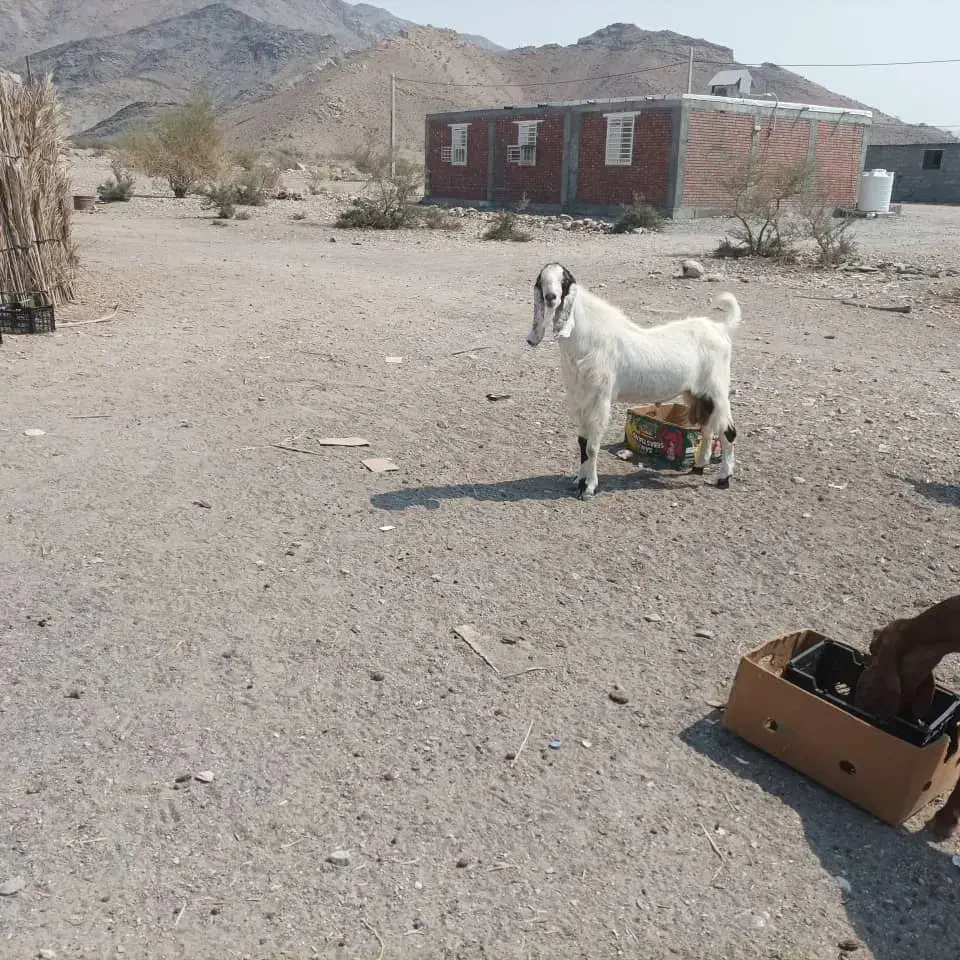 فروشی|حیوانات مزرعه|منوجان, |دیوار