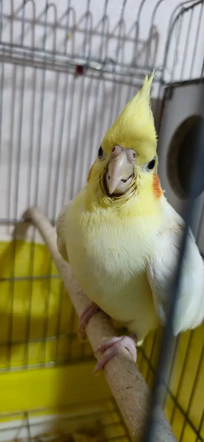 عروس هلندی لوتینو مولد به همراه تخم نطفه دار|پرنده|نسیم‌شهر, |دیوار