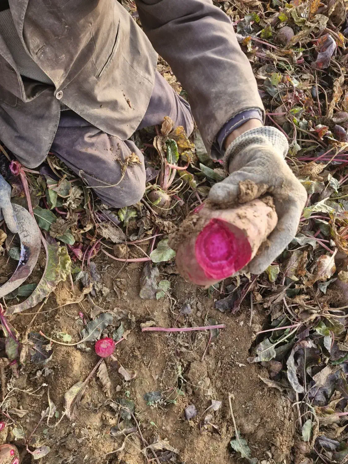 لبو(چغندر)تازه، ارگانیک وشیرین دشتابی|خوردنی و آشامیدنی|دشتابی, |دیوار