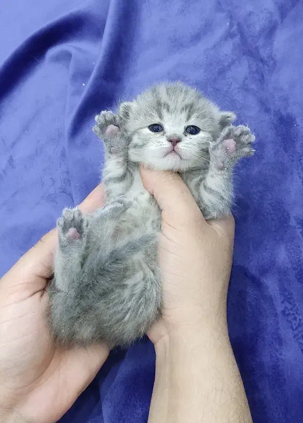 توله گربه اسکاتیش بریتیش|گربه|اهواز, معین زاده|دیوار