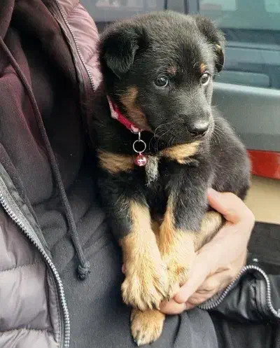 واگذاری|سگ|بهارستان, |دیوار