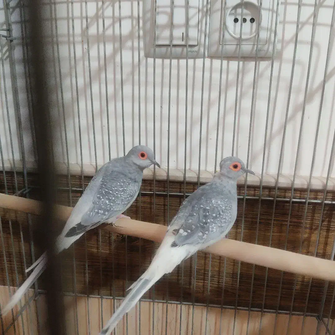 فروشی|پرنده|رفسنجان, |دیوار