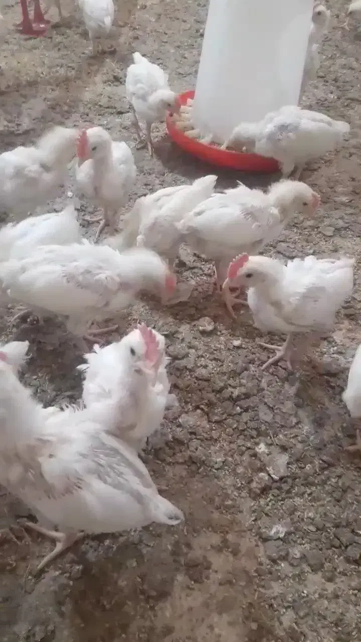 جوجه خروس|حیوانات مزرعه|خان ببین, |دیوار