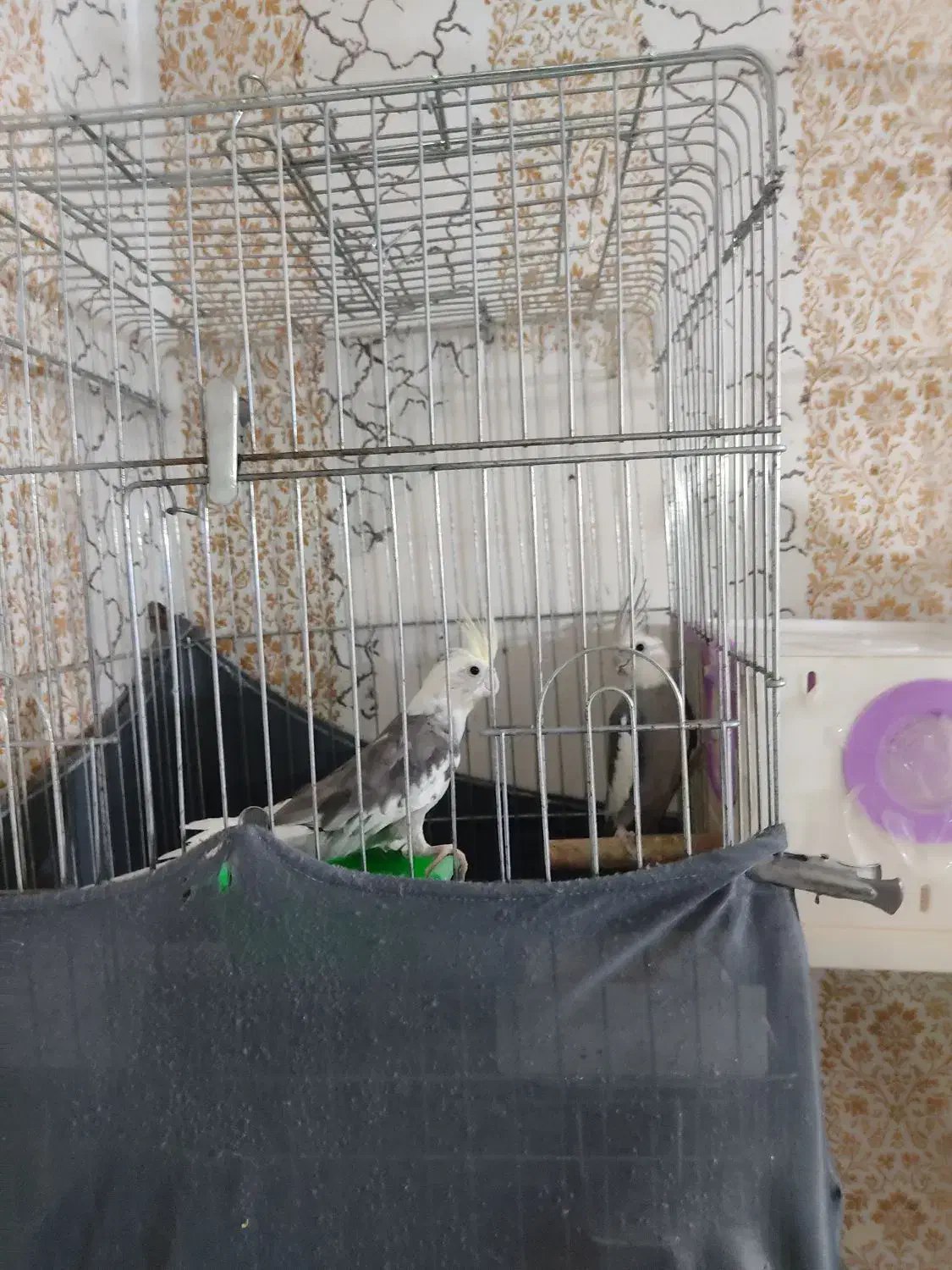 ۳ جفت عروس هلندی|پرنده|تاکستان, |دیوار