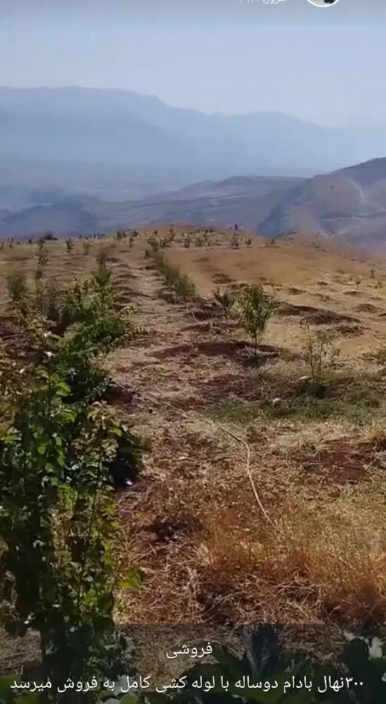 سیصد بادام درباغ سه هزارمتری|فروش زمین و ملک کلنگی|صمصامی, |دیوار