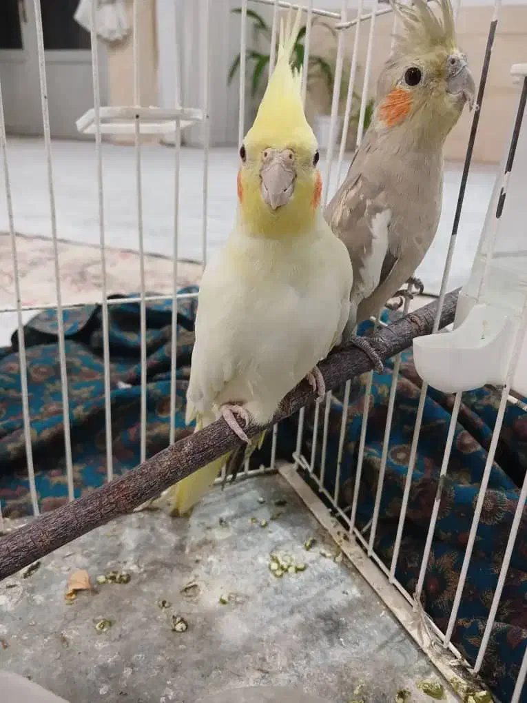 عروس هلندی|پرنده|نجفآباد, فردوسی|دیوار