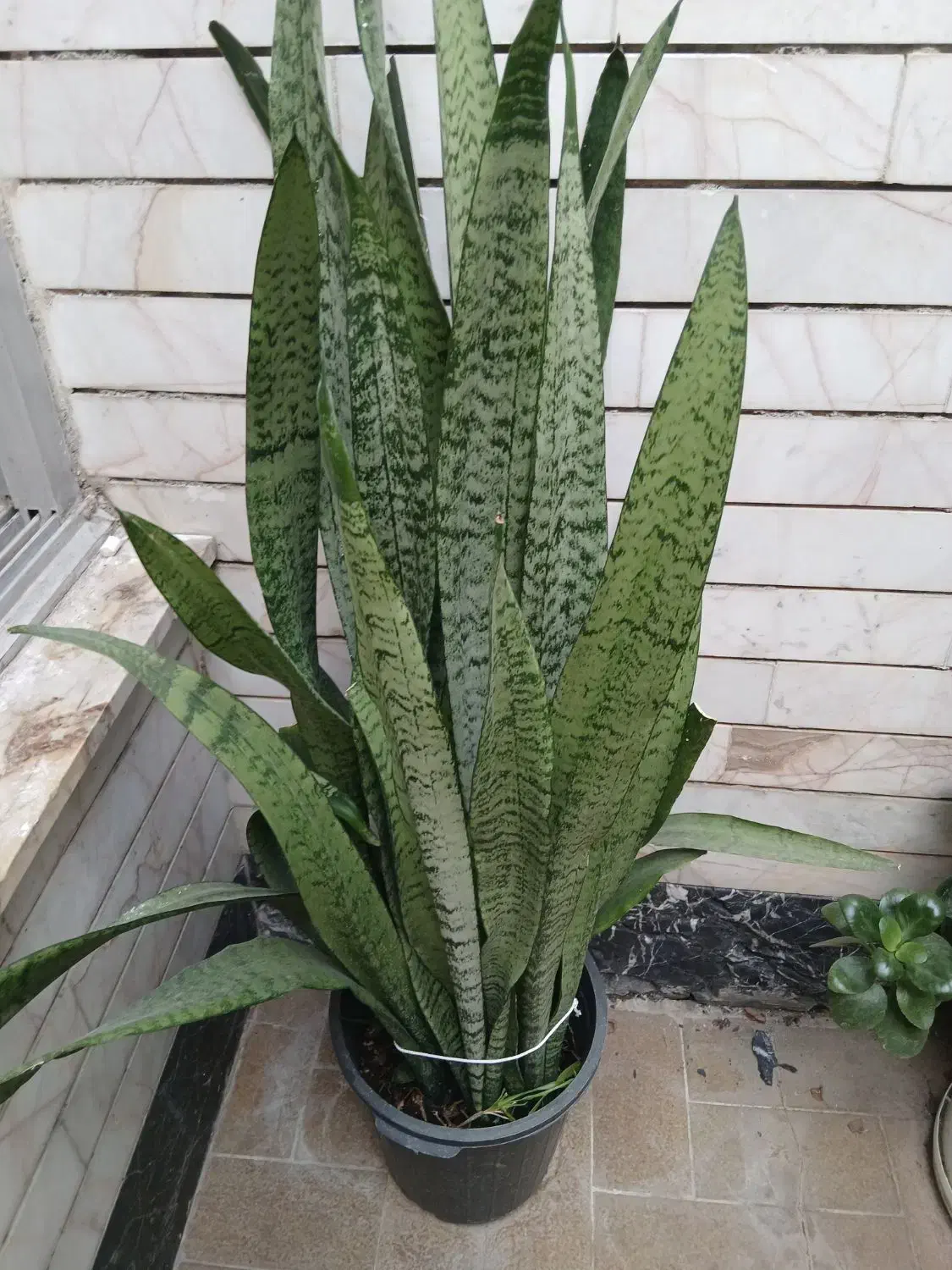 گل سانسوریا|گل و گیاه طبیعی|کرمانشاه, |دیوار