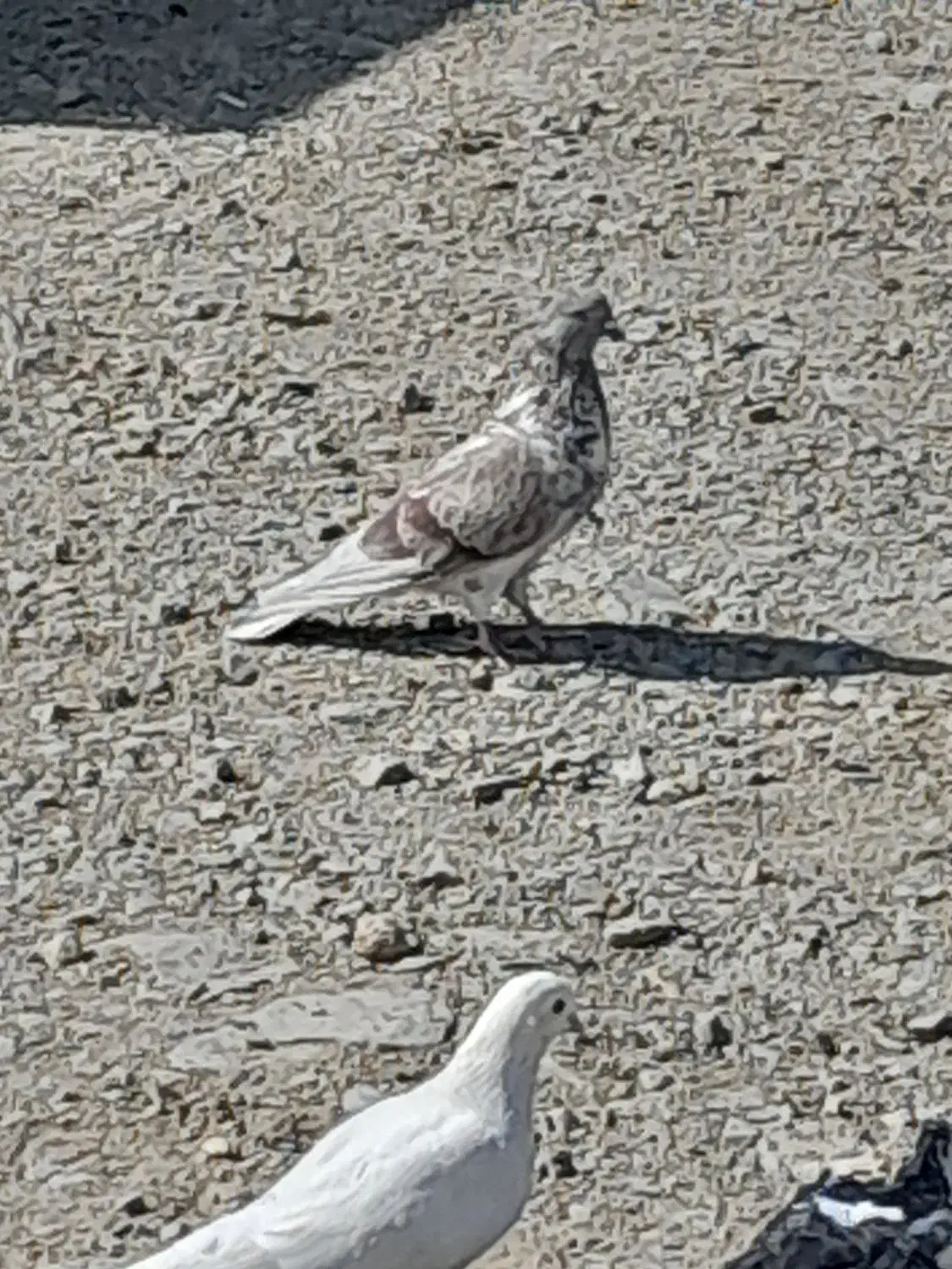 کفتر یا کبوتر|پرنده|بروجرد, |دیوار