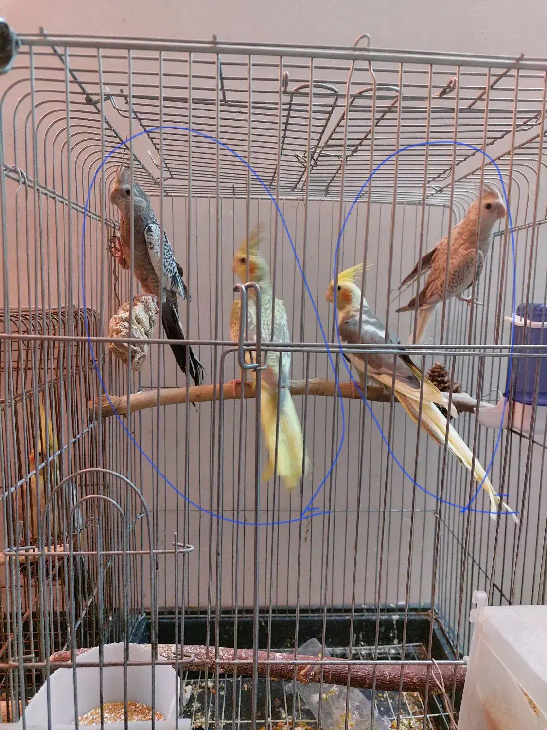 جوجه عروس هلندی|پرنده|شیراز, جوادیه|دیوار