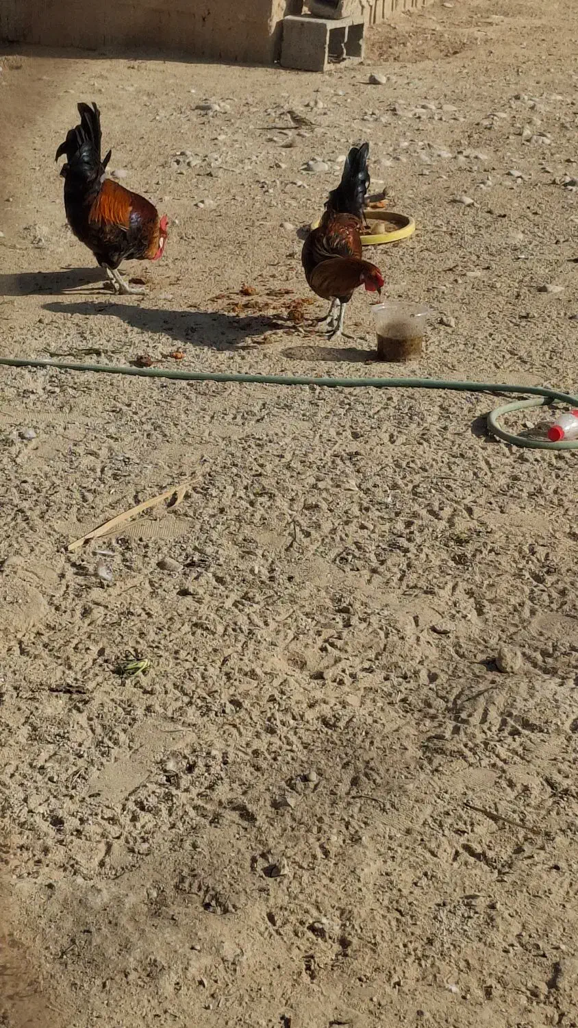 فروش دو عدد خروس محلی .کاکی|حیوانات مزرعه|کاکی, |دیوار