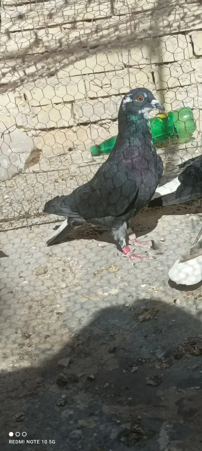 کبوتر|پرنده|تربتحیدریه, بازار|دیوار