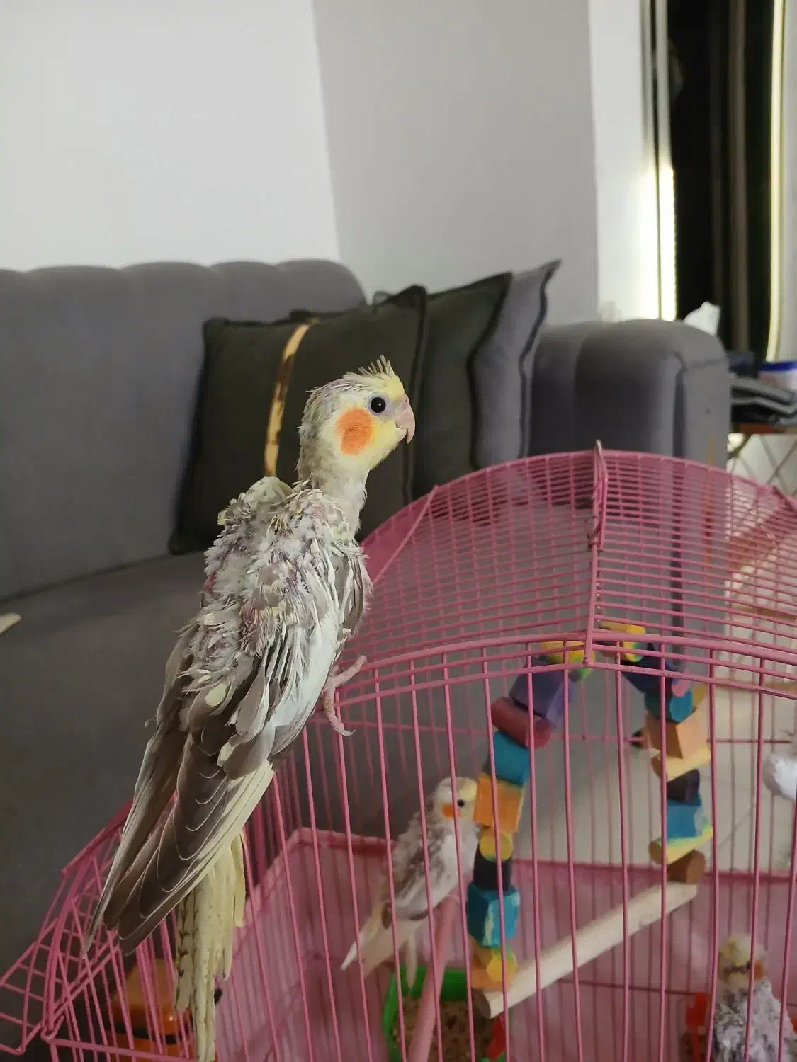 عروس هلندی جوجه|پرنده|رشت, کوی مهر|دیوار