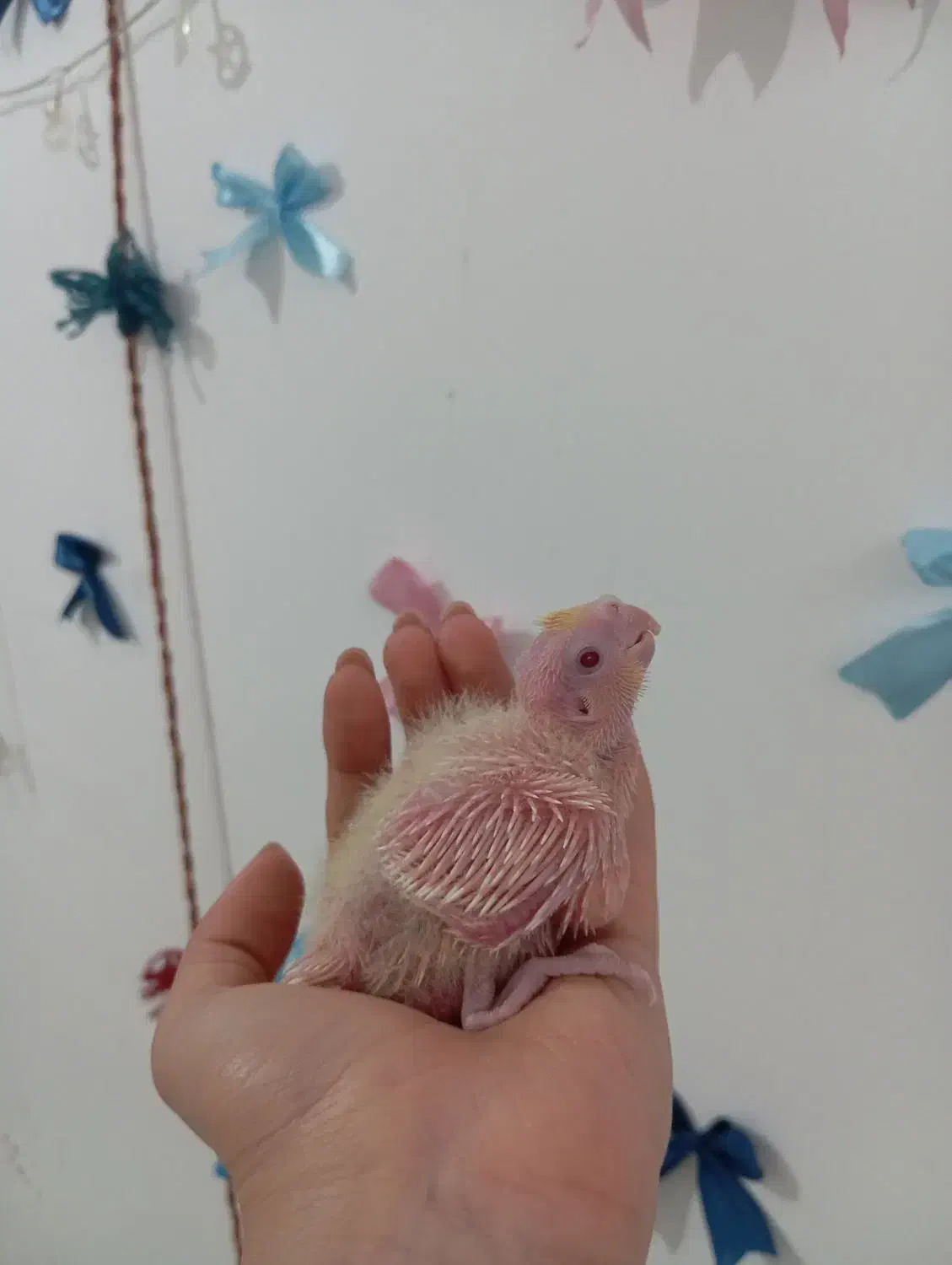 جوجه عروس هلندی|پرنده|مشهد, چهارچشمه|دیوار