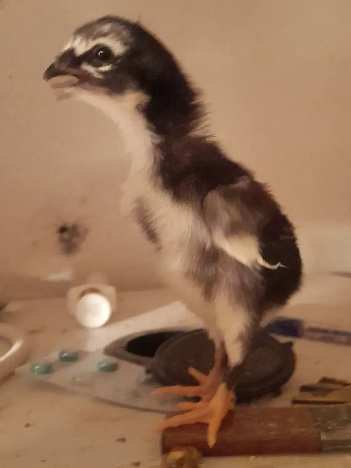 فروش جوجه های ۱۴ روزه لاری و برهمای اصیل با کیفیت|حیوانات مزرعه|رشت, چمارسرا|دیوار