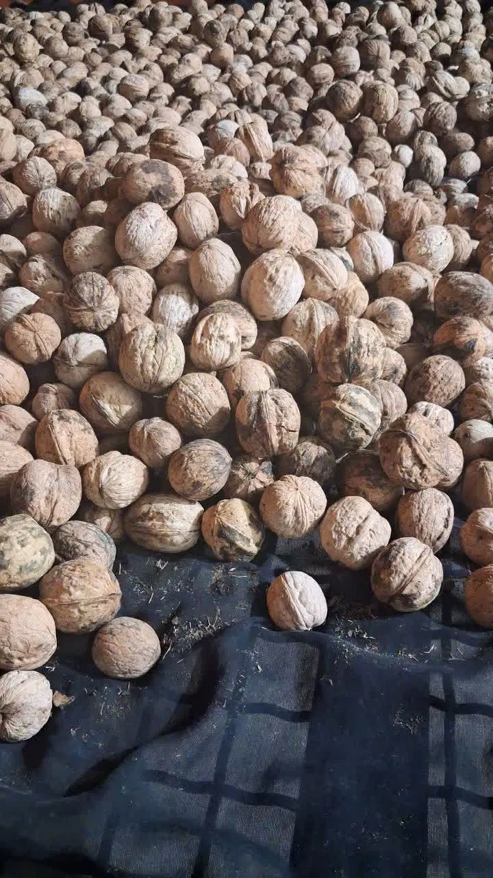 گردو|خوردنی و آشامیدنی|چرام, |دیوار