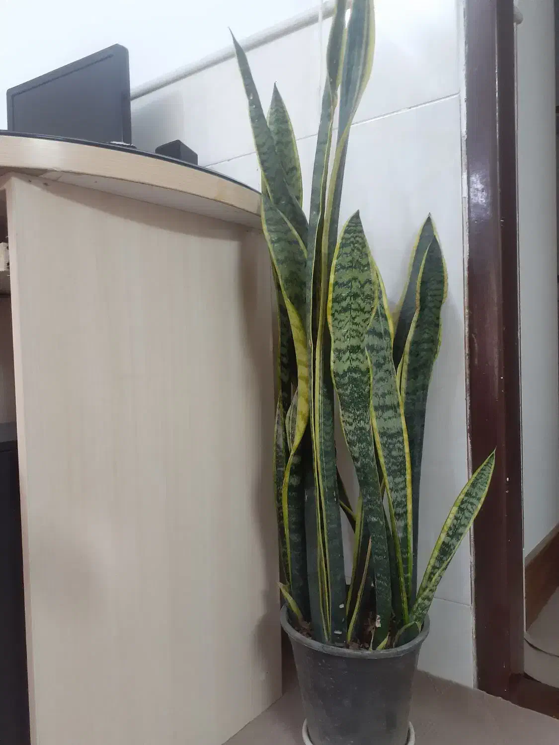 سانسوریا ابلغ|گل و گیاه طبیعی|قم, نیروگاه|دیوار