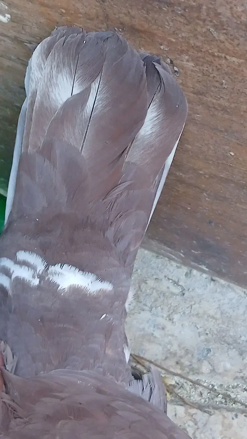 کفتر گلی دمسفید کلایی|پرنده|کرمان, |دیوار