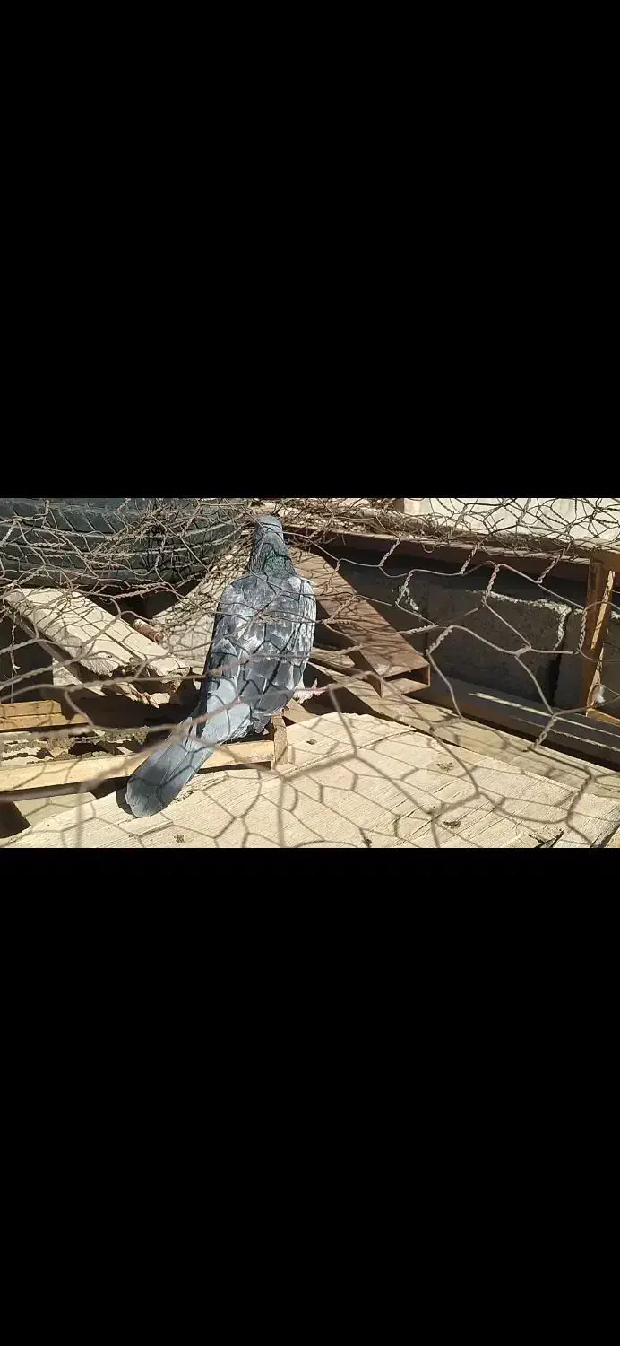 کفتر آلمانی|پرنده|اسلامیه, |دیوار