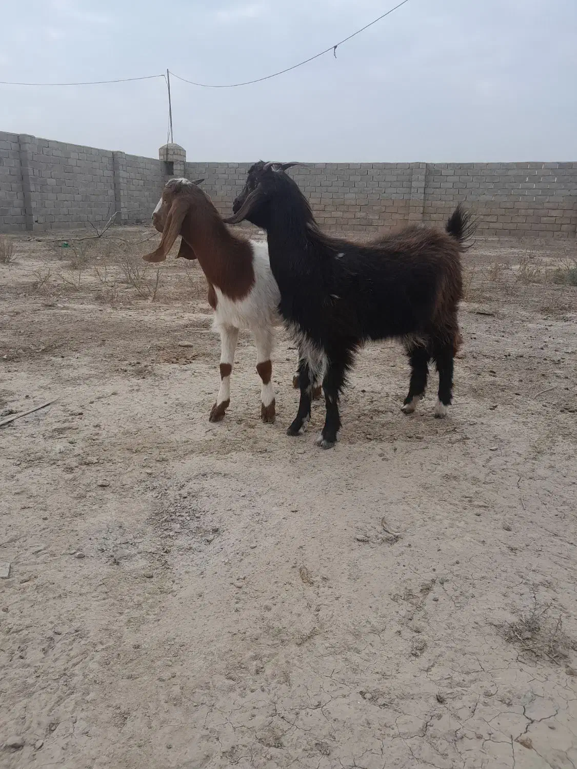 بزغاله ماده|حیوانات مزرعه|گنبد کاووس, |دیوار