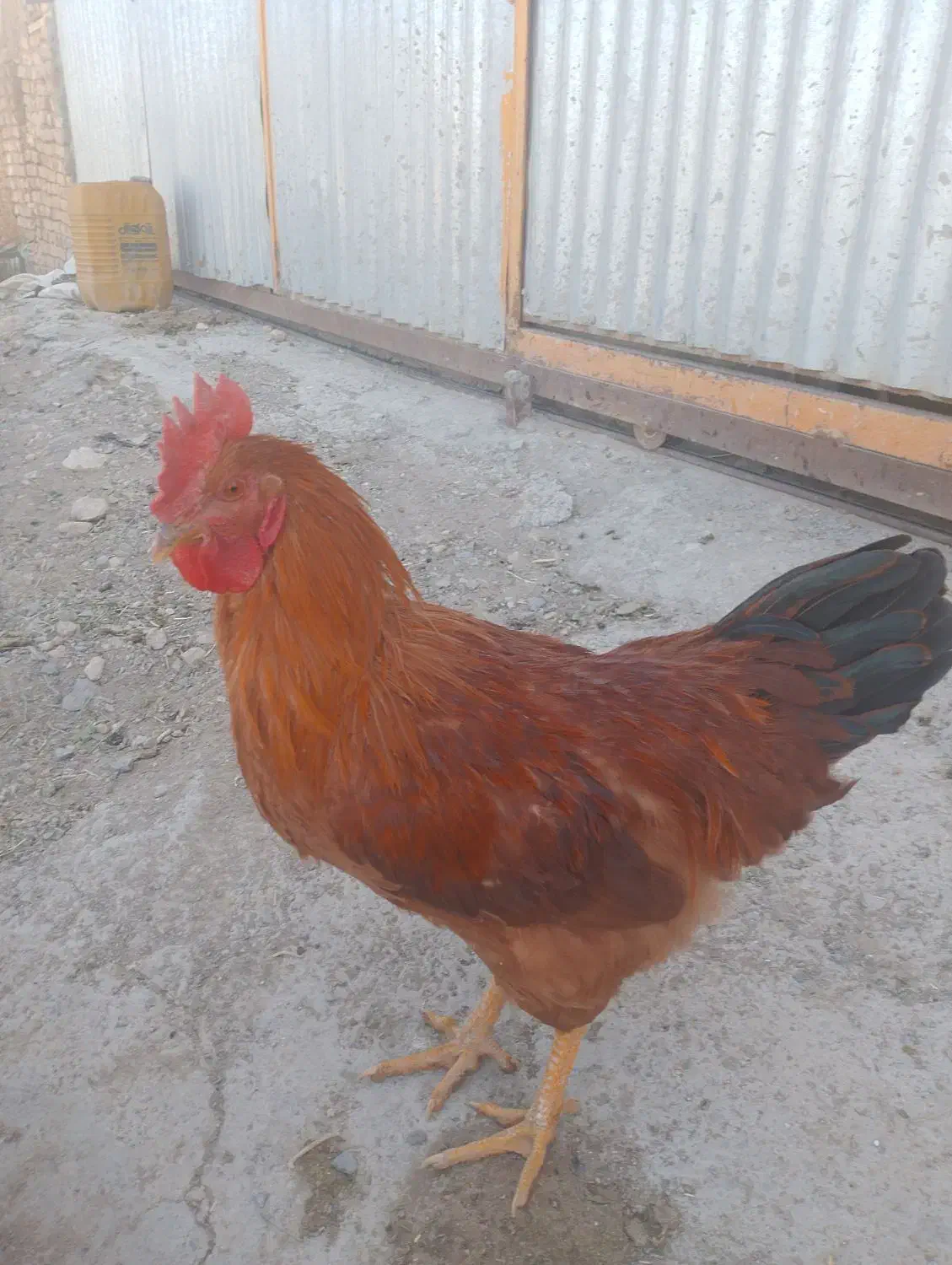 خروس فروشی|حیوانات مزرعه|مهاجران, |دیوار