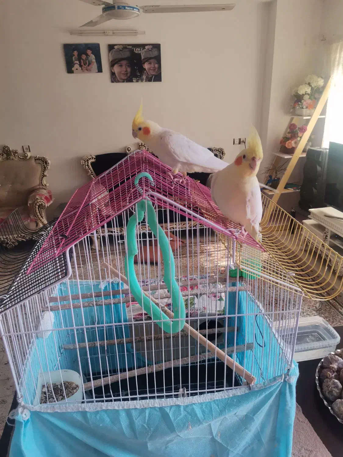 یک جفت عروس لوتینو|پرنده|قائم‌شهر, |دیوار