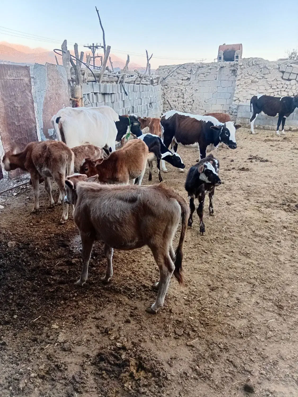 ۱۴ راس گوساله  گاو|حیوانات مزرعه|ابرکوه, |دیوار