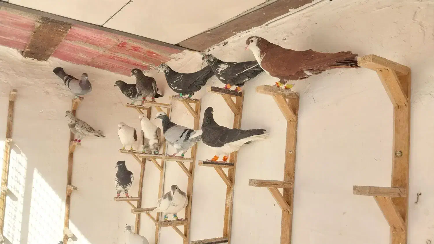 کبوتر|پرنده|مشهد, ویلاشهر|دیوار