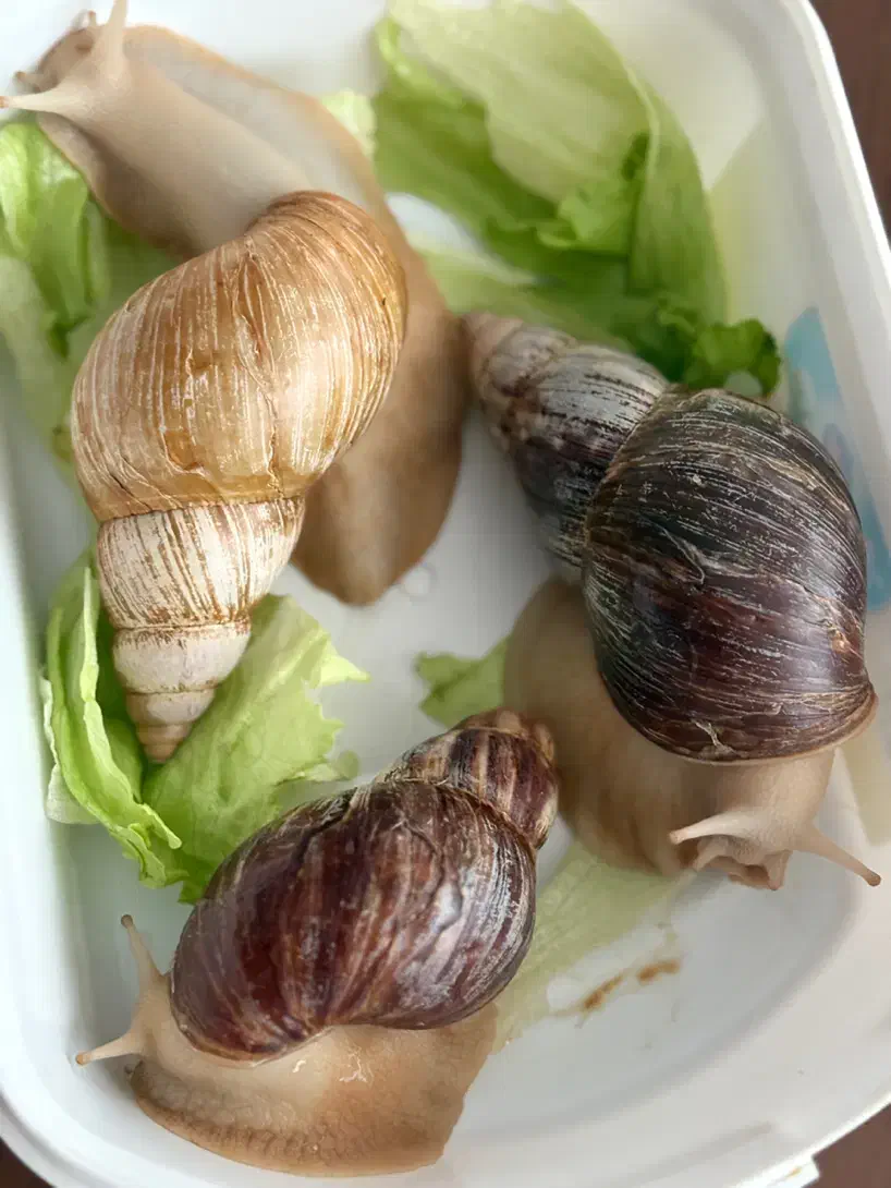 حلزون طبی بزرگ|خزنده|اصفهان, بهارستان|دیوار