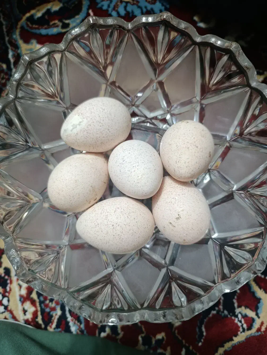 تخم بوقلمون بربون|حیوانات مزرعه|دزفول, |دیوار