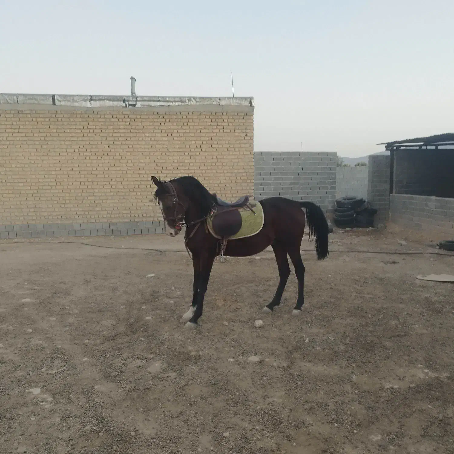 اسب نریان دره شورکره تاج|اسب و تجهیزات اسبسواری|فیروزآباد (فارس), |دیوار