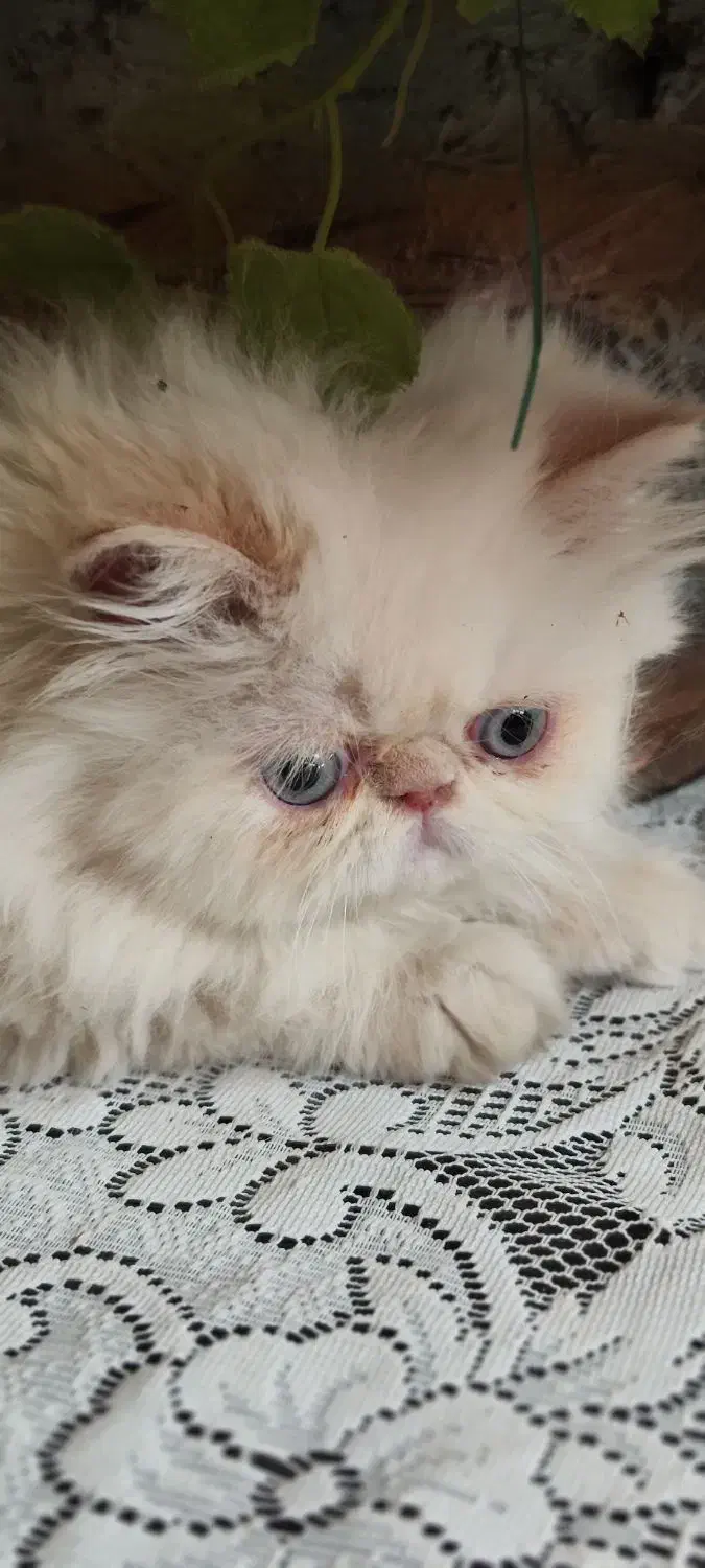 پرشین سوپرفلت ماده|گربه|کرمانشاه, |دیوار