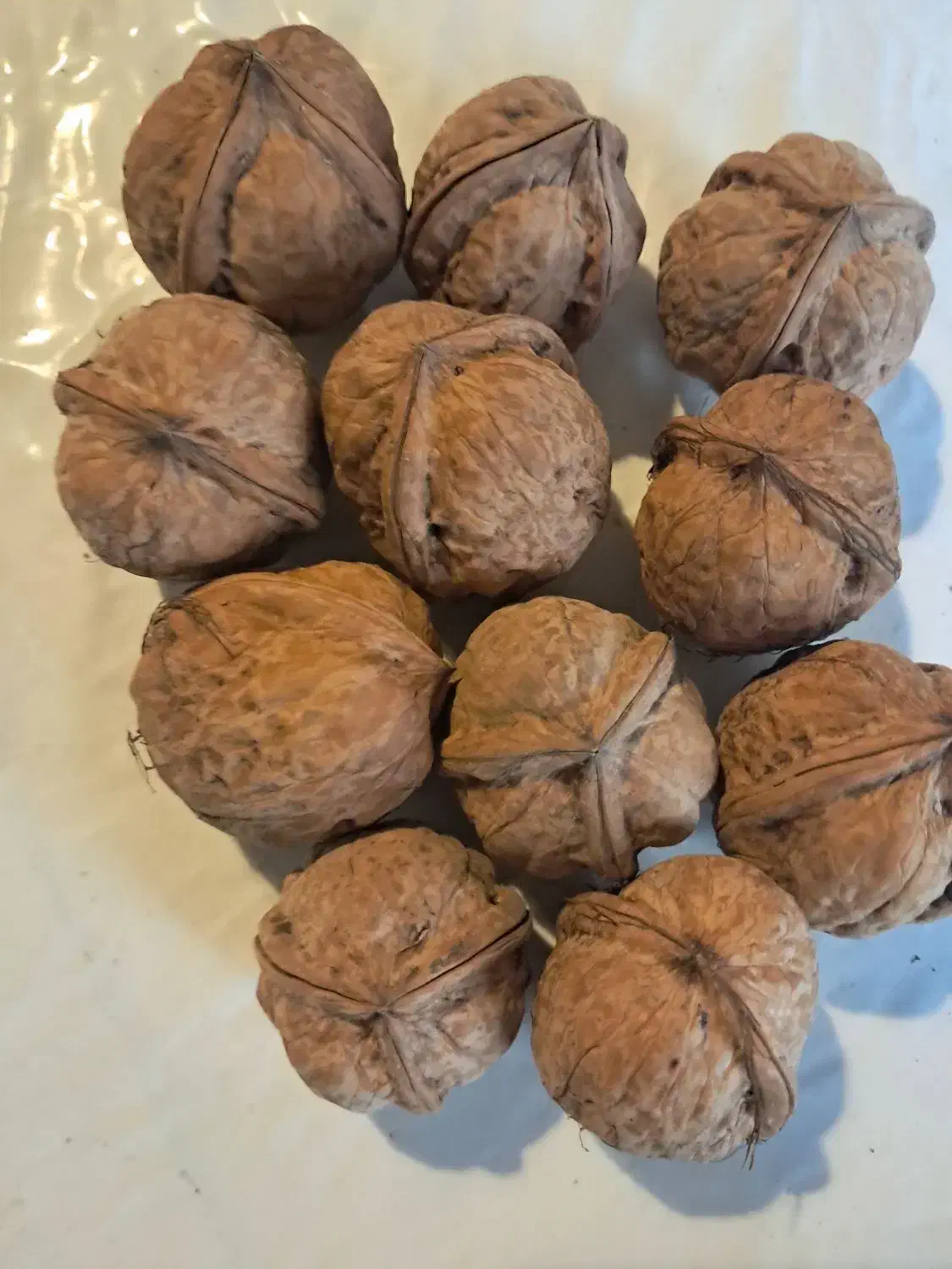 نهال گردوی تخم مرغی.|خدمات باغبانی و درختکاری|ارومیه, |دیوار