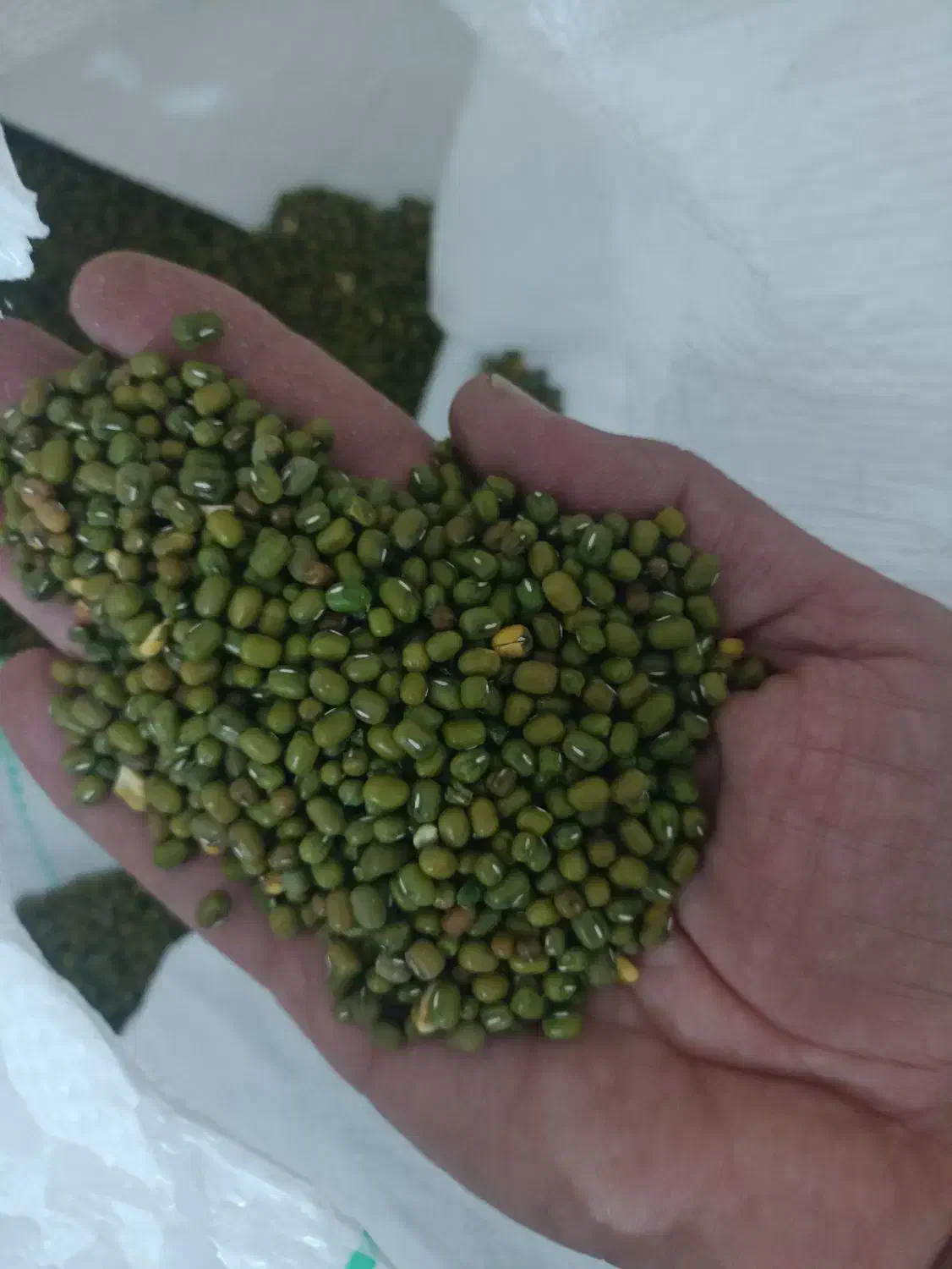 گندم و ماشک تمیر و عالی|خدمات باغبانی و درختکاری|چرام, |دیوار