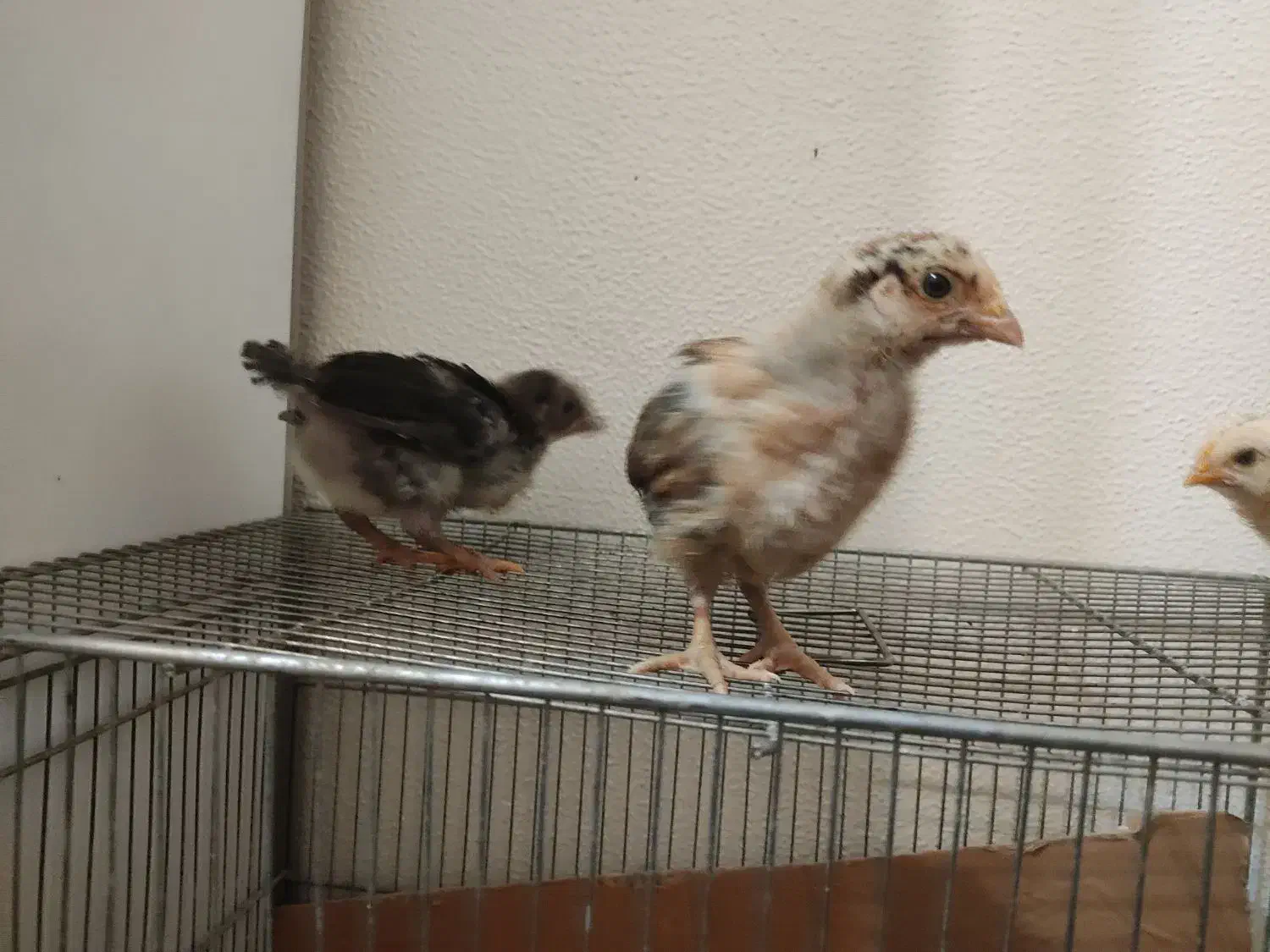 جوجه مرغ|حیوانات مزرعه|شاهین‌شهر, شهرک منازل چوبی|دیوار