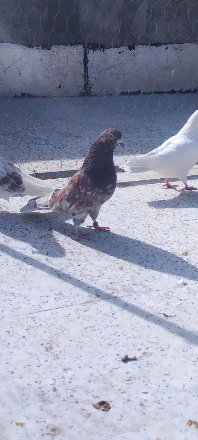 کفتر کبوتر|پرنده|مشکین‌دشت, |دیوار